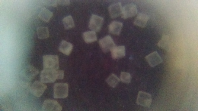 Micro photograph of salt crystals, captured with a smartphone and laser pointer focus lens