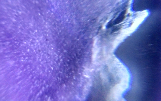 Micro photograph of an orchid petal taken with a smartphone and microscope lens attachment